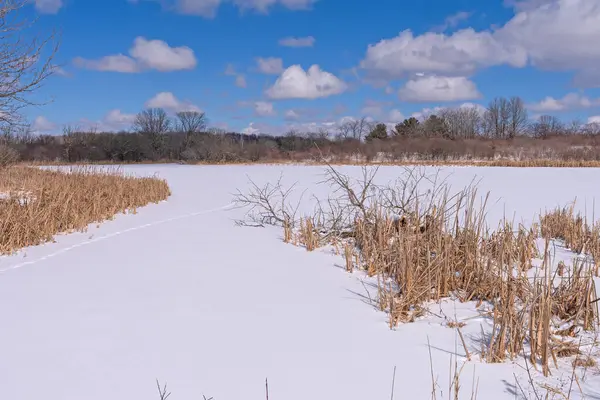 イリノイ州のクラブツリー自然保護区の凍った湿地に白い毛布 — ストック写真