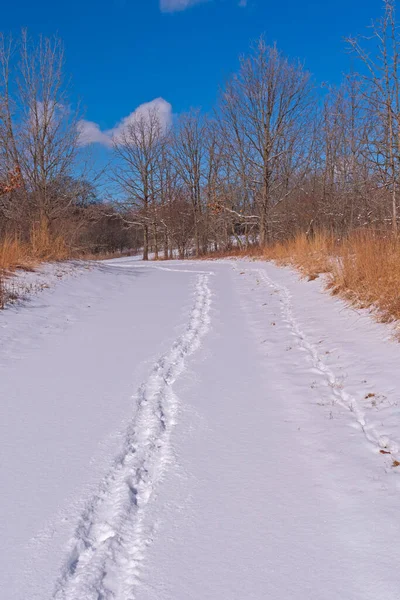 Quiet Tracks Fresh Snow Crabtree Nature Center — Stock Photo, Image