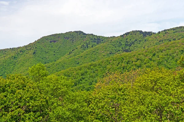Crecimiento Primaveral Las Montañas Apalaches Blue Ridge Parkway Carolina Del — Foto de Stock