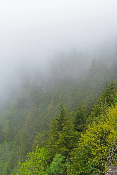 进入北卡罗莱纳州蓝岭大道一带的山林的雾气 — 图库照片
