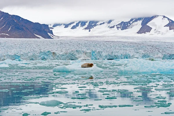 Baard Zeehond Zijn Arctische Huis Lilliehookfjorden Spitsbergen Eilanden Noorwegen — Stockfoto
