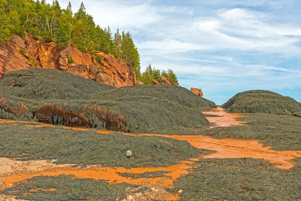 Massive Sea Weed Beds Low Tide Bay Fundy New Brunswick — Stock Photo, Image