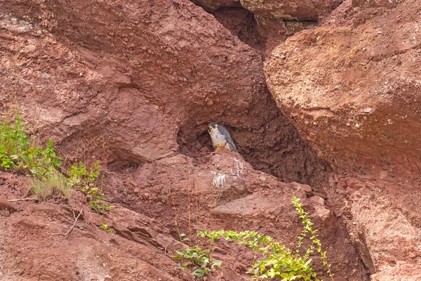 Peregrine Falcon Svém Skalnatém Hnízdě Hopewell Rocks New Brunswick — Stock fotografie