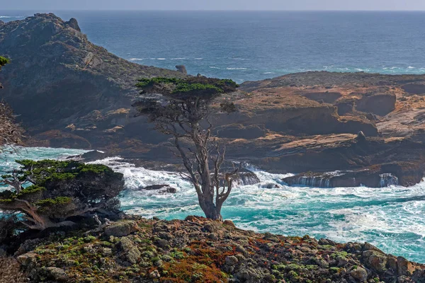 カリフォルニア州のポイント ロボス州立自然保護区の海岸崖の特徴的な木 — ストック写真