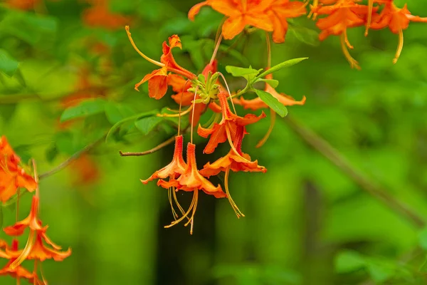 Flame Azalea in the Spring in the Mountains Along the Blue Ridge Parkway in North Carolina