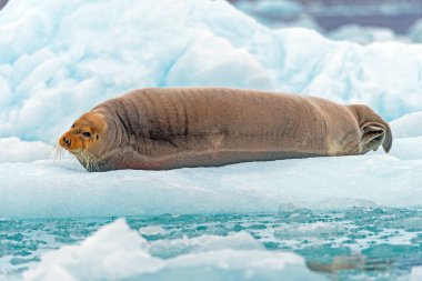 Norveç 'in Svalbard Adaları' ndaki Lilliehookfjorden 'da bir buzdağı üzerinde sakallı mühür.