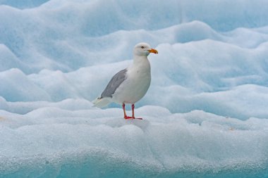 Norveç 'in Svalbard Adaları' ndaki Lilliehookfjorden 'da bir buzdağı üzerindeki Glaucous Gull.