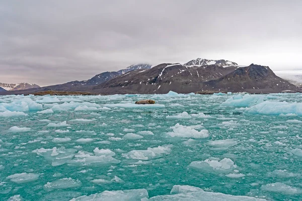 Sigillo Barbuto Mare Iceberg Lilliehookfjorden Nelle Isole Svalbard Norvegia — Foto Stock