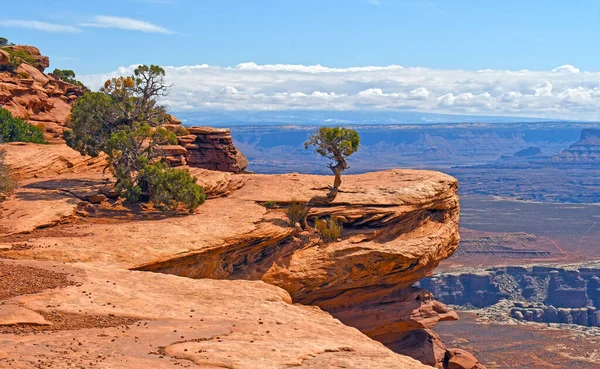 Gnarly Trees Exposed Cliff Canyonlands National Park Utah — Foto de Stock