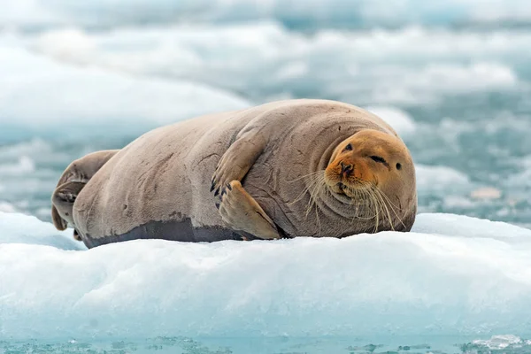 Bearded Seal Lounging Ice Floe Lilliehookfjorden Las Islas Svalbard Noruega — Foto de Stock