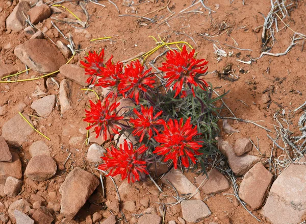 Pincel Indio Creciendo Suelo Del Desierto Primavera Parque Nacional Canyonlands —  Fotos de Stock