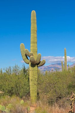 Saguaro Kaktüsü Arizona 'daki Saguaro Ulusal Parkı' ndaki Sonbahar Çölü 'nde
