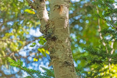 New Brunswick 'teki Kayalıklar İl Parkı' ndaki Ağaçta Siyah-Beyaz Warbler.