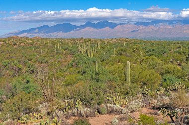 Arizona 'daki Saguaro Ulusal Parkı' ndaki Çöl Dağlarının Gölgesi 'ndeki Kaktüs Bahçesi