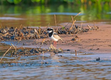 Brezilya 'da Pantanal' da Nehir Kıyısını Arayan Pied Plover