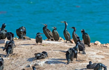 Brandt 'in Karabatakları Grubu Kaliforniya' daki Point Lobos State Doğal Rezervi 'ndeki Yuva Kayası' nda.