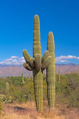 Arizona 'daki Saguaro Ulusal Parkı' ndaki Çölde Çoklu Silahlı Saguaro