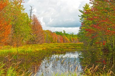 Sonbahar Renkleri ve Kuzey Ormanları Göleti Michigan 'daki Sylvania Vahşi Doğası' nda