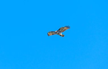 A Rough Legged Hawk Hovering in the Wind at Point Reyes National Seashore in California
