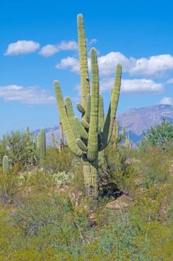 Many Armed Saguaro in the Desert in Saguaro National Park in Arizona