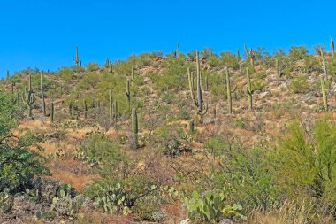 Forest of Saguaro Cactus on a Desert Hillside in Saguaro National Park in Arizona