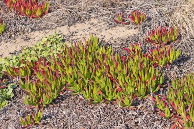 Ice Plant Growing on a Coastal Beach in Point Reyes National Seashore in California