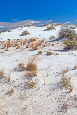 Desert Grasses Growing in a White Sand Dune in White Sands National Park in New Mexico
