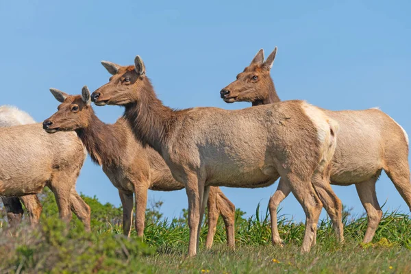 Tule Elk Grazen Een Kustlijn Point Reyes National Park Californië — Stockfoto