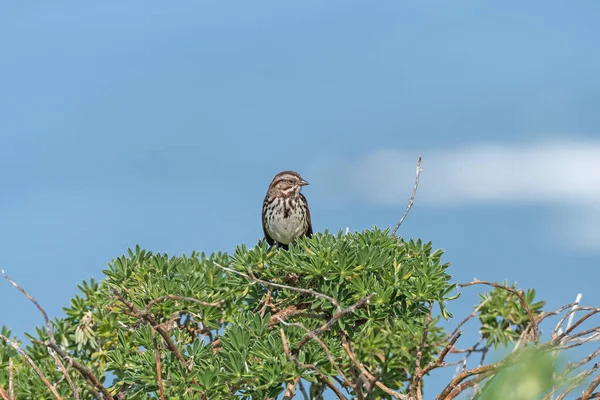 Song Sparrow Cantando Bush Litoral Point Reyes National Seashore Califórnia — Fotografia de Stock