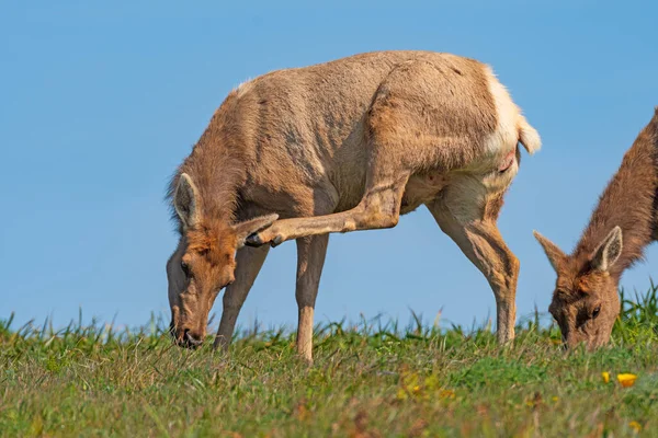 Tule Elk Krabben Eten Point Reyes National Seashore Californië — Stockfoto