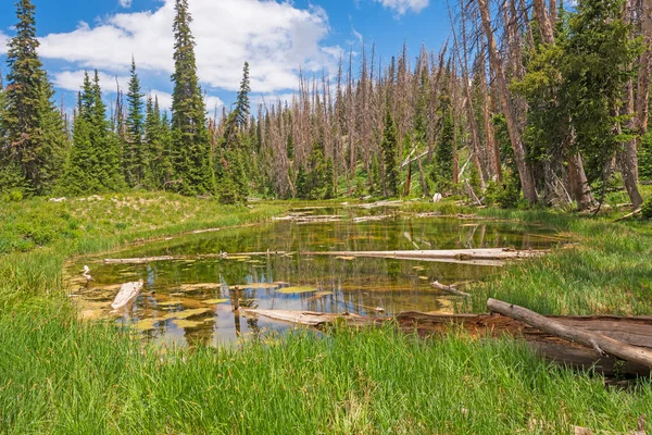 ユタ州の国立記念碑を破壊する杉の森の小さな池 — ストック写真