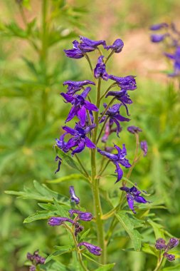 Subalpine Larkspur, Utah 'taki Cedar Ulusal Anıtı' ndaki Dağ Çayırında.