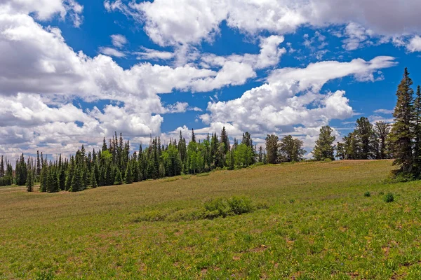 犹他州雪松镇一个阳光明媚的夏日里的山地草原 — 图库照片