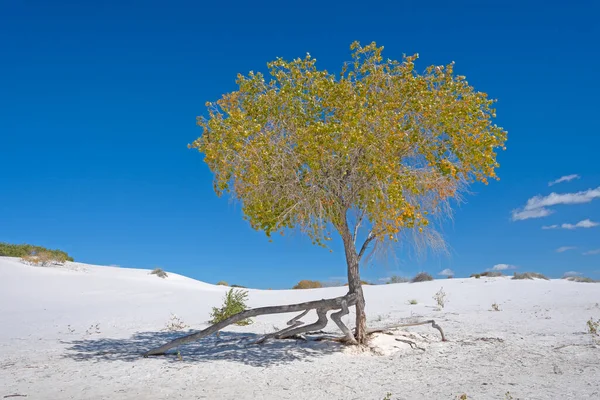 Overlevingsboom Het Witte Zand White Samnds National Park New Mexico — Stockfoto