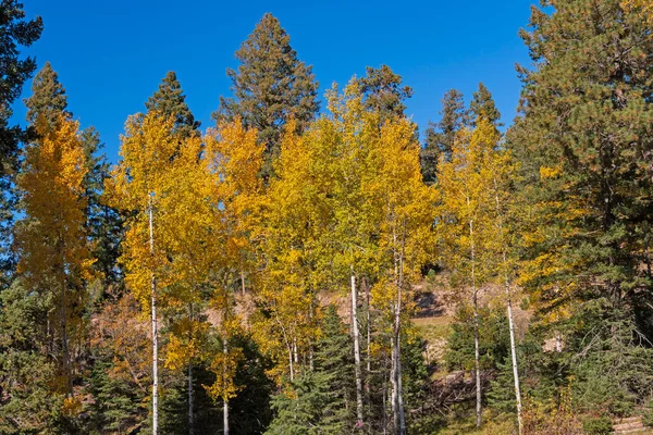 ニューメキシコ州クラウドクロフト近郊の山の秋のカラフルなアスペン — ストック写真