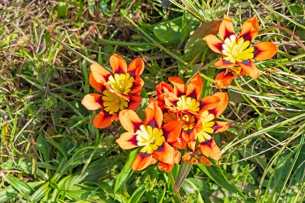 Kolorowe Kwiaty Harlequin Wybrzeżu Kalifornii Point Reyes National Seashore Kalifornii — Zdjęcie stockowe