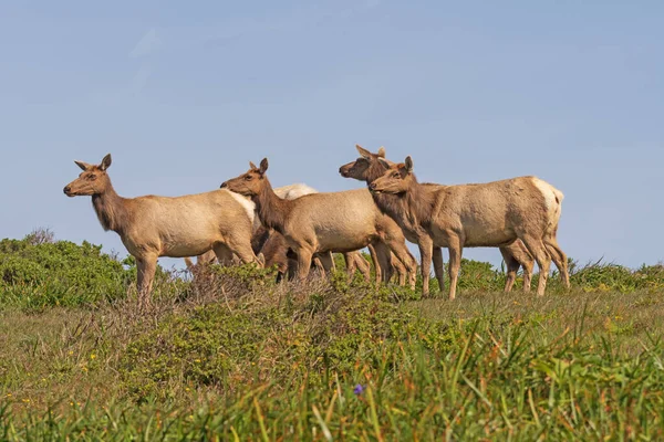 Stádo Tule Elk Pobřeží Point Reyes National Seashore Kalifornii — Stock fotografie
