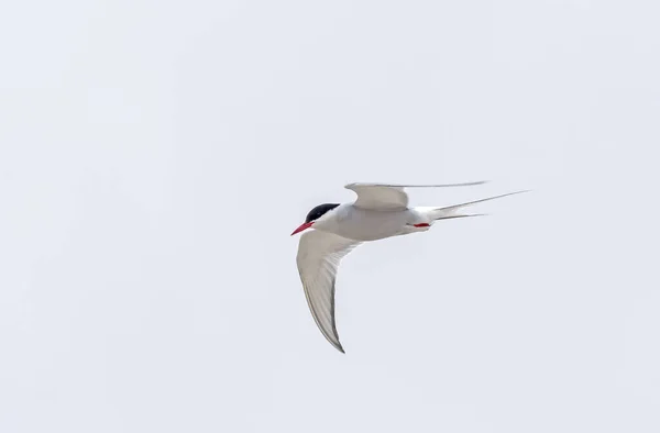 Arctic Tern Пролетает Арктике Районе Норвежских Островов Шпицберген — стоковое фото