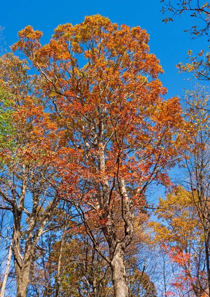 Oak Tree Erupting Fall Colors Shenandoah National Park Virginia — Stock Photo, Image
