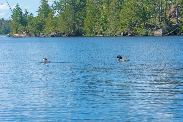 Mamá Bebé Loon Nadando Juntos Lago Ogishkemuncie Las Aguas Fronterizas — Foto de Stock