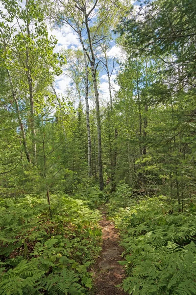 Trilha Florestal Nas Grandes Florestas Norte Parque Nacional Voyageurs Minnesota — Fotografia de Stock