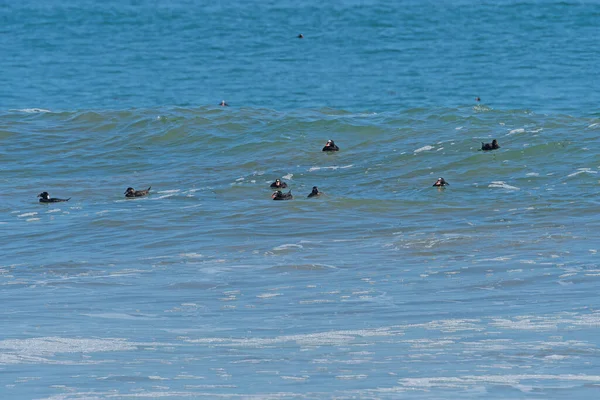 Group Surf Scoters California Coast Point Reyes National Seashore — Stock Photo, Image