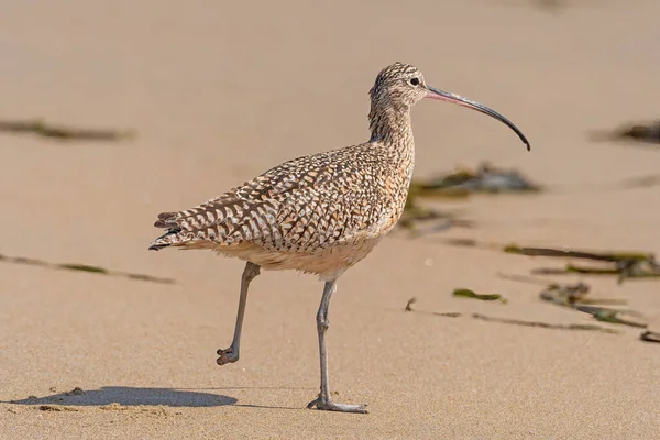 Großer Brachvogel Point Reyes National Seashore Kalifornien Auf Der Flucht — Stockfoto
