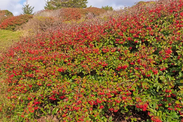 Ledakan Dari Red Berries California Coast Trinidad State Beach — Stok Foto