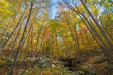 Virginia 'daki Blue Ridge Parkway boyunca uzanan Old Railroad Grade' in yanında Sonbahar Renkleri Yoğun Korusu