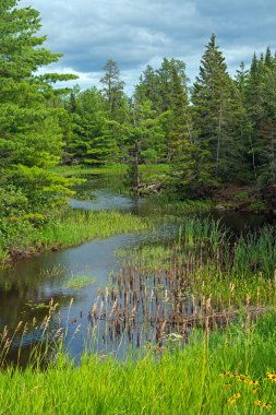 Minnesota 'daki Voyageurs Ulusal Parkı' nda Sullivan Körfezi 'ndeki Kuzey Ormanı' nda sessiz bir körfez.
