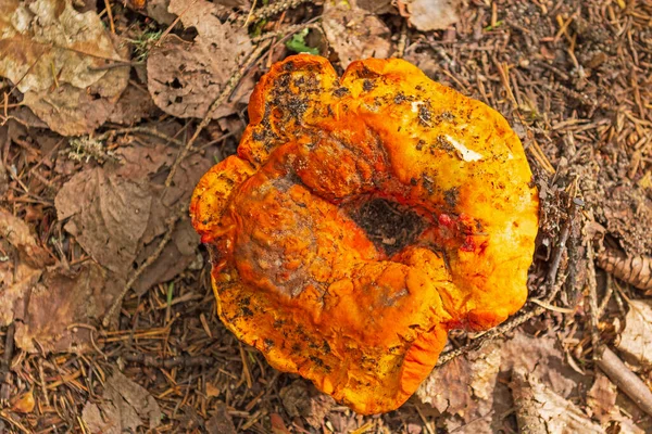Champignon Très Orange Séchage Dans Forêt Dans Parc National Des — Photo