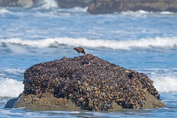 Black Oystercatchers Feding Oysters Trinidad Beach State Park California — стокове фото