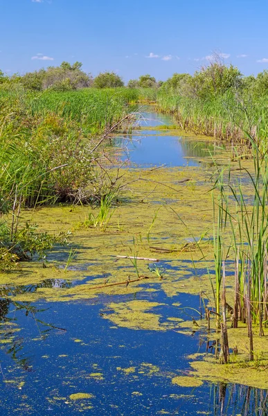 马尼托巴省Hecla Grindstone公园夏季炎热的沼泽地浴场 — 图库照片