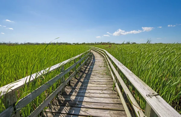 马尼托巴省Hecla Grindstone省公园 木板路穿过一片碧绿的沼泽地 — 图库照片